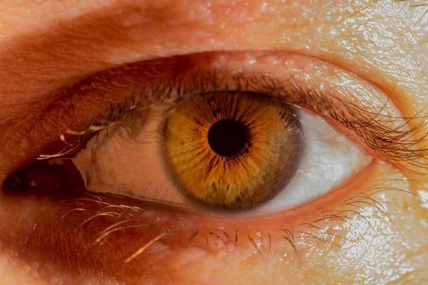 An opened brown eye of a male person