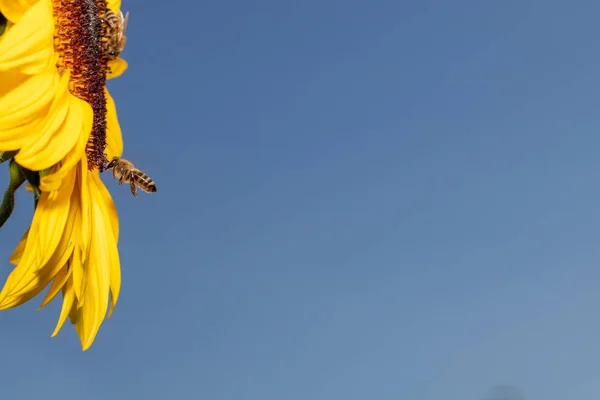 Μια Μέλισσα Που Φέρουν Ένα Πολύχρωμο Ηλίανθος Σαφή Μπλε Ουρανό — Φωτογραφία Αρχείου
