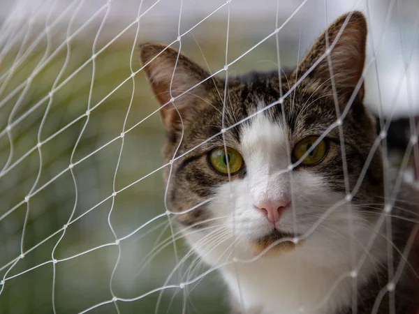 Curious cute cat with green eyes behind a safety net looking to the cam