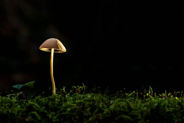 Güzel Parlak Kahverengi Mantar Bir Karanlık Ormanda Bir Gövde Üzerinde — Stok fotoğraf