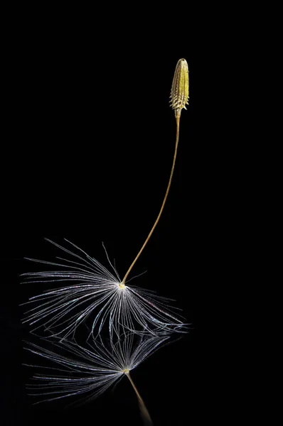 黒い水面で反射とタンポポの種 — ストック写真