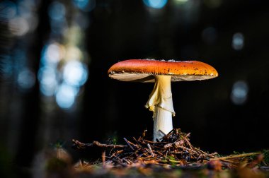 Harika bokeh ile ormanda güzel mantar (sinek agaric)