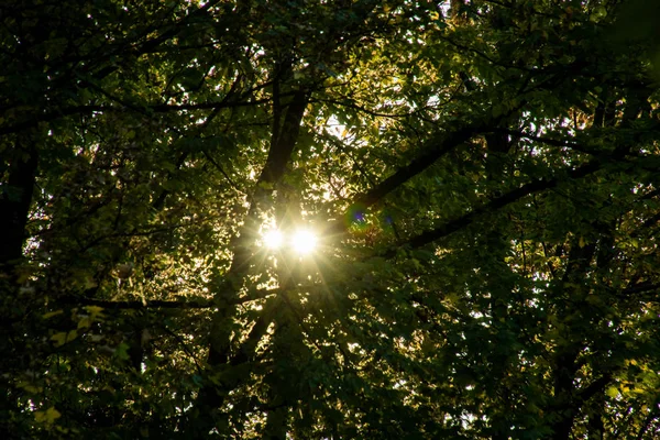 Sol Brilhando Através Uma Árvore Grande Com Folhas Verdes — Fotografia de Stock