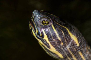 A portrait of a river cooter (Pseudemys concinna) with yellow eyes  clipart