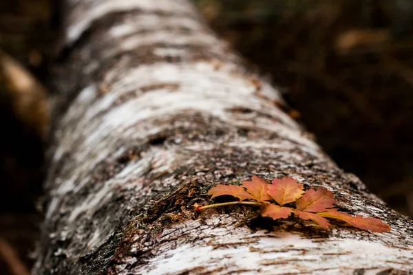 Een Bruin Geel Blad Een Boomstam Het Najaar Macro — Stockfoto