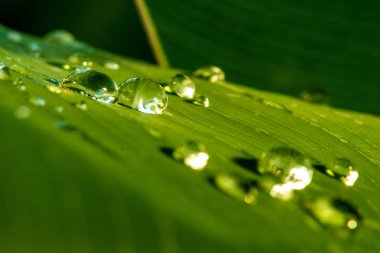 Yakın çekim yaprak yeşil üzerinde-birkaç su damla suratında makro