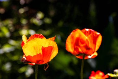 İki harika kırmızı ve turuncu haşhaş çiçekleri yeşil bulanık arka plan üzerinde