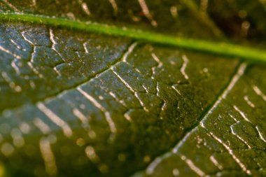 Üzerindeki yeşil yaprak güzel dokular ile yakından görmek
