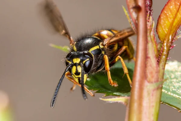 Guarda da vicino una vespa - pericolo di deglutire una vespa in estate — Foto Stock