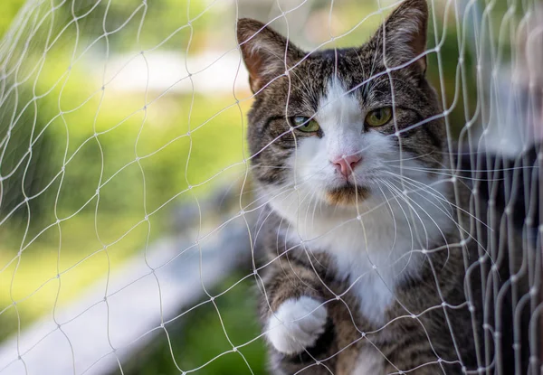 Curious cute cat with green eyes behind a safety net looking to