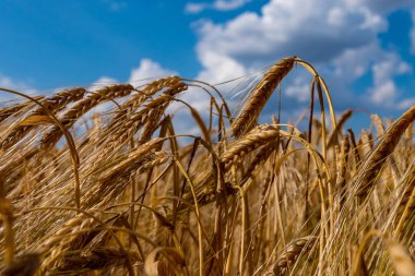 Mavi parçalı bulutlu gökyüzü ile buğday tarlası. Güzel manzara w
