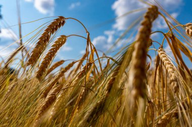 Mavi parçalı bulutlu gökyüzü ile buğday tarlası. Altın buğday kulakları ile güzel manzara yakın.