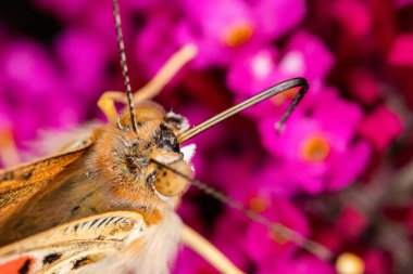 Pembe bir çiçek nektar arayan harika bir kelebek (pembe bayan, kozmopolit) üzerinde üst görünümü