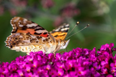 Harika bir kelebek (pembe bayan, kozmopolit) yeşil arka plan ile pembe bir çiçek nektar arıyor