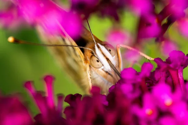 好奇的蝴蝶（粉红色的女士，国际化）透过粉红色的花看 免版税图库照片