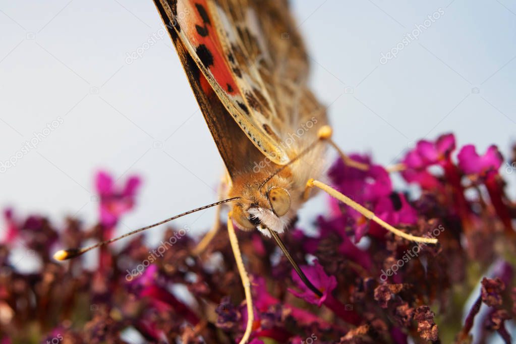 A wonderful butterfly (pink lady, cosmopolitan) looking for nectar on a pink flower