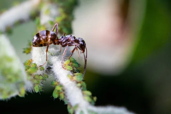 Uma única formiga marrom sobre um grupo de pulgões verdes (moscas verdes) - macro tiro, close-up — Fotografia de Stock