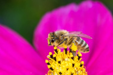 Güzel bir pembe f nektar topladıktan sonra bir arı kendini temiz