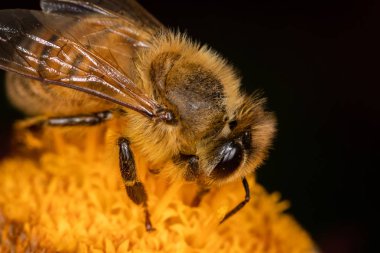 Sarı bir çiçek üzerinde nektar toplayan bir arı - makro çekim