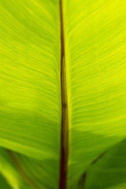 Güneşli bir günde güzel bir doku ile güzel bir yeşil yaprak