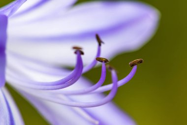 Stamen yakın çekim bakmak ile güzel bir mor çiçek - mac
