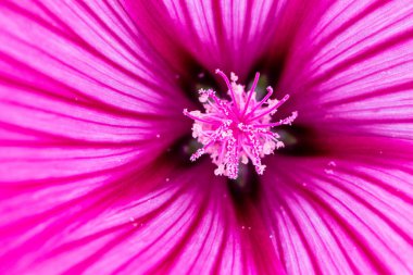Pembe polen dolu stamen ile güzel bir pembe çiçek - makro 