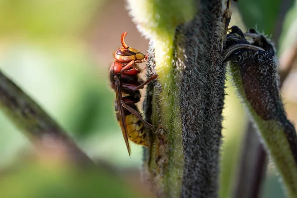 Un calabrone su una foglia verde - primo piano macroshot — Foto Stock