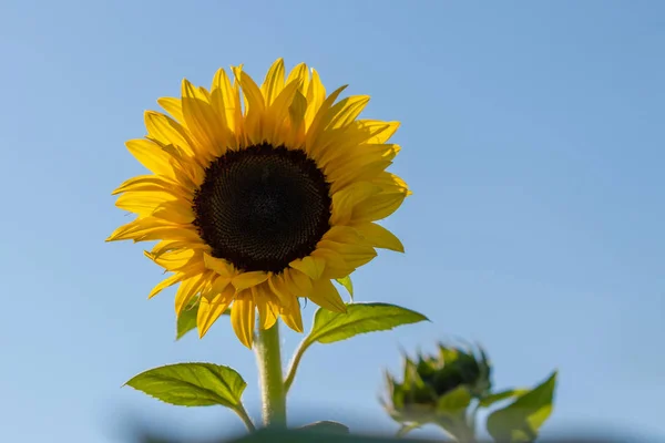 A single colorful sunflower with a clear blue sky — Stock Photo, Image
