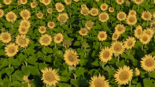 Sonnenblumen Sonnenblumenfeld Ansicht Von Oben Landwirtschaftliche Ukraine — Stockvideo