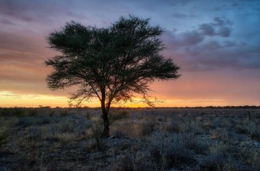 Yalnız ağaç Ocak 2018 yılında alınan Namib Çölü'nde