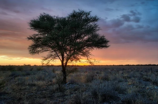 Árvore Solitária Deserto Namíbia Tomada Janeiro 2018 — Fotografia de Stock