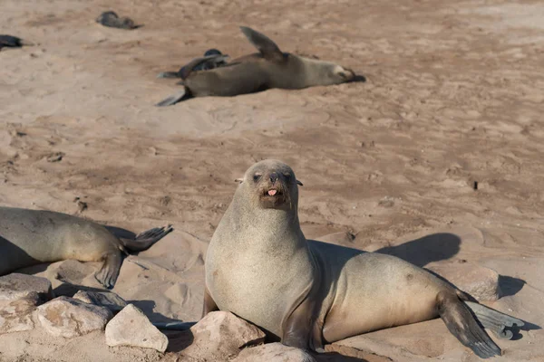 Colonie Des Otaries Namibie Prise Janvier 2018 — Photo