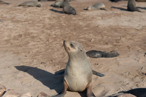 Colonia Leoni Marini Namibia Scattata Nel Gennaio 2018 — Foto Stock