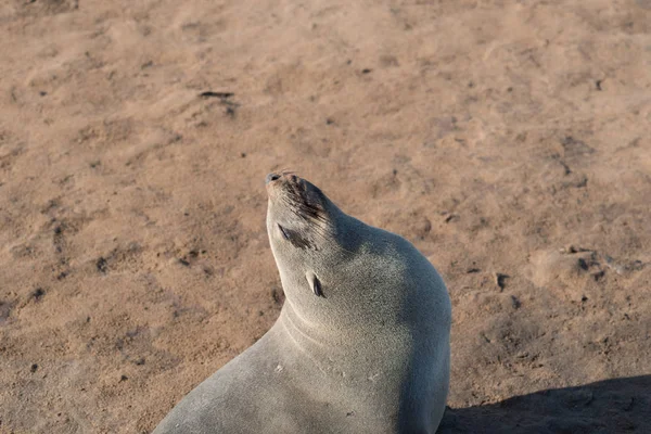 Colonie Des Otaries Namibie Prise Janvier 2018 — Photo