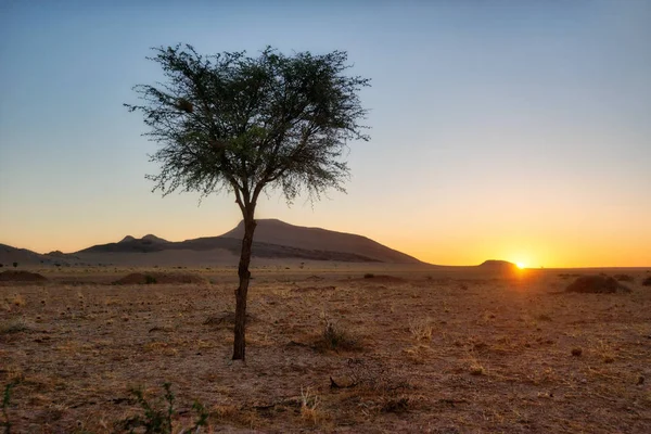 Árvore Solitária Deserto Namíbia Tomada Janeiro 2018 — Fotografia de Stock