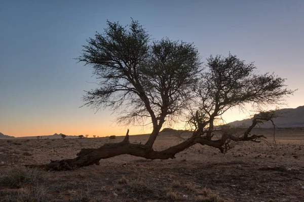 Yalnız Ağaç Ocak 2018 Yılında Alınan Namib Çölü Nde — Stok fotoğraf