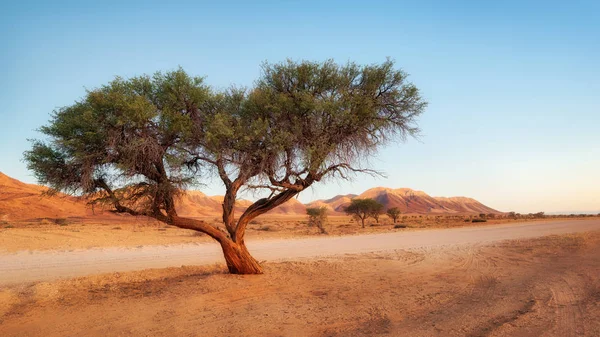 Yalnız Ağaç Ocak 2018 Yılında Alınan Namib Çölü Nde — Stok fotoğraf