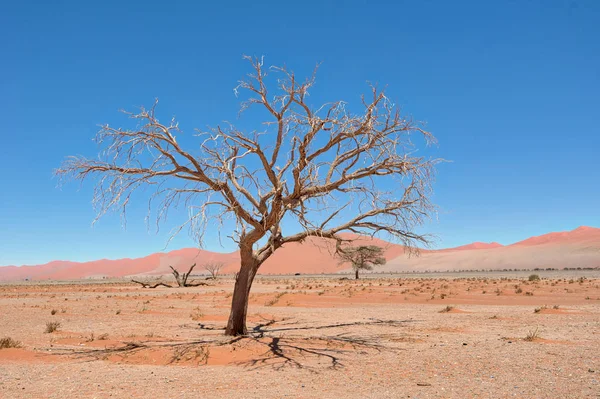 Naukluft Milli Parkı, Namibia, Ocak 2018 yılında alınan ölü Vlei