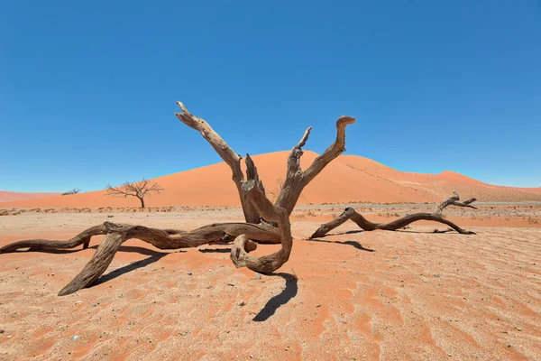 Dead Vlei Naukluft National Park Namibia Taken January 2018 — Stock Photo, Image