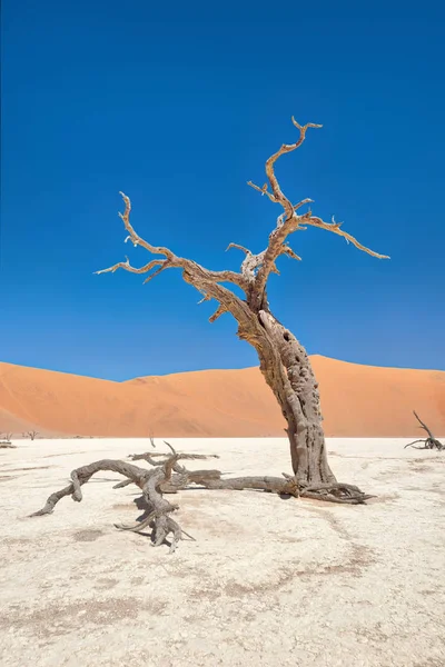Dead Vlei Naukluft National Park Namibia Taken January 2018 — Stock Photo, Image