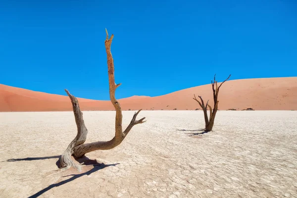 Dead Vlei Naukluft National Park Namibia Taken January 2018 — Stock Photo, Image