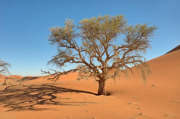 Yalnız Ağaç Ocak 2018 Yılında Alınan Namib Çölü Nde — Stok fotoğraf