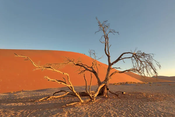 Dune Southern Namibia Taken January 2018 — Stock Photo, Image