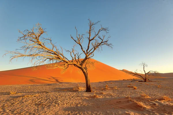 Duin Zuidelijke Namibië Genomen Januari 2018 — Stockfoto