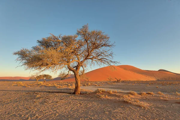 Duin Zuidelijke Namibië Genomen Januari 2018 — Stockfoto