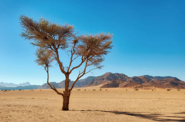 2018年1月纳米布沙漠沙漠中的孤树 — 图库照片