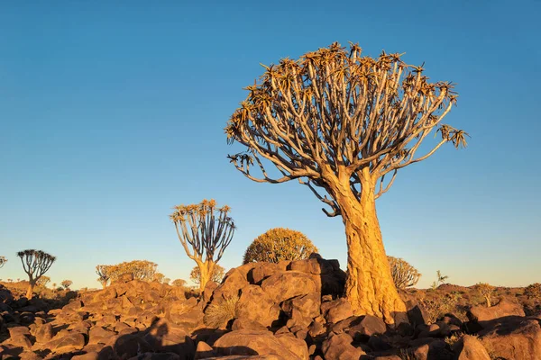 Quiver Tree Forest Sul Namíbia Tomadas Janeiro 2018 — Fotografia de Stock