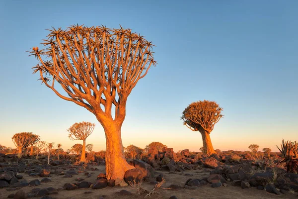Titreme Ağaç Orman Güney Ocak 2018 Yılında Alınan Namibya — Stok fotoğraf