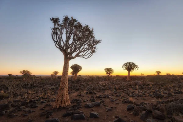 Bosque Del Árbol Del Carcaj Sur Namibia Tomada Enero 2018 — Foto de Stock