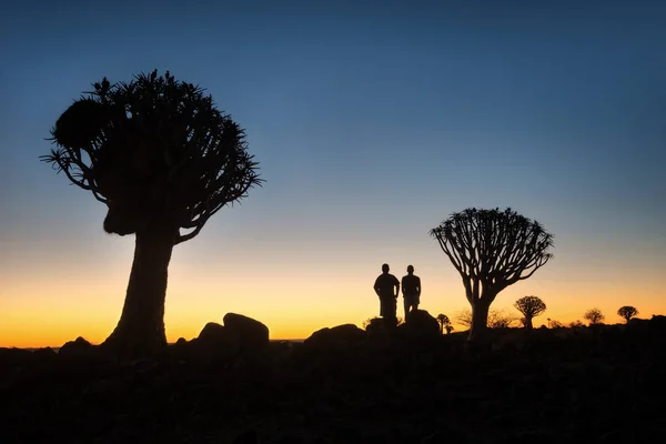 Quiver Tree Forest Sul Namíbia Tomadas Janeiro 2018 — Fotografia de Stock